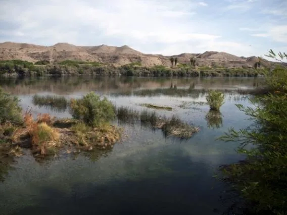 colorado river marsh
