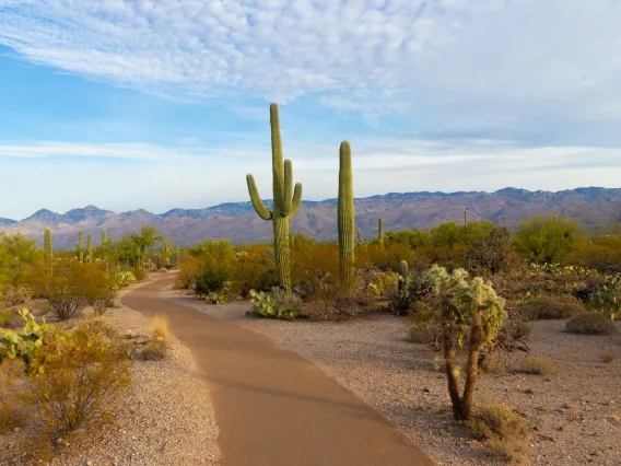 Saguaro National Park 