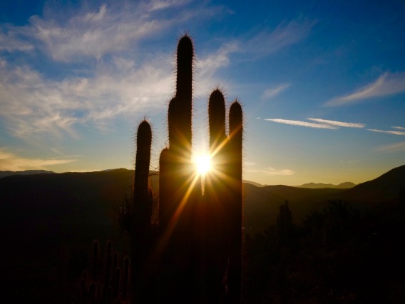 Cactus and sun photo.