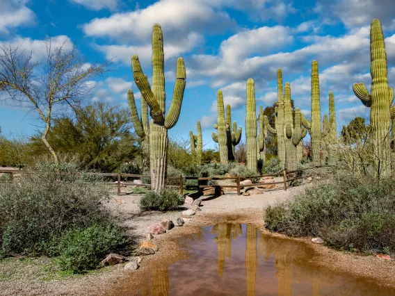 Cacti with water