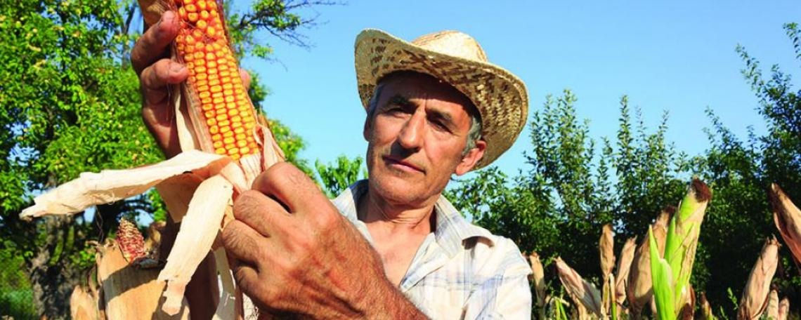 Farmer showing a piece of corn