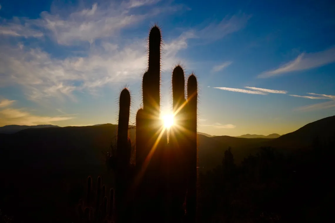 Cactus and sun photo.